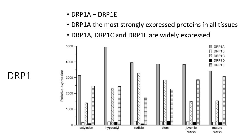 • DRP 1 A – DRP 1 E • DRP 1 A the • DRP 1 A – DRP 1 E • DRP 1 A the