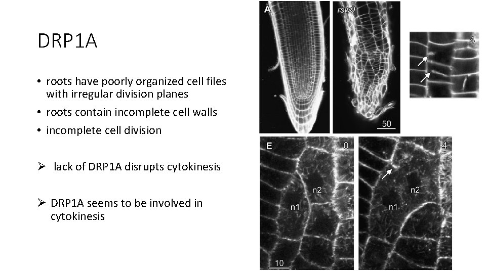 DRP 1 A • roots have poorly organized cell files with irregular division planes DRP 1 A • roots have poorly organized cell files with irregular division planes