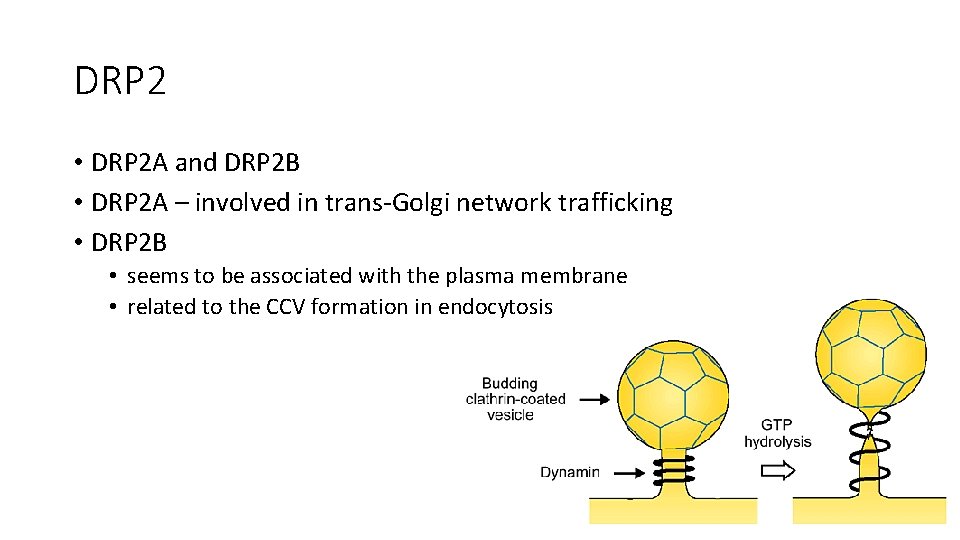 DRP 2 • DRP 2 A and DRP 2 B • DRP 2 A DRP 2 • DRP 2 A and DRP 2 B • DRP 2 A