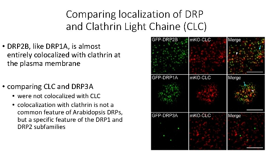 Comparing localization of DRP and Clathrin Light Chaine (CLC) • DRP 2 B, like Comparing localization of DRP and Clathrin Light Chaine (CLC) • DRP 2 B, like