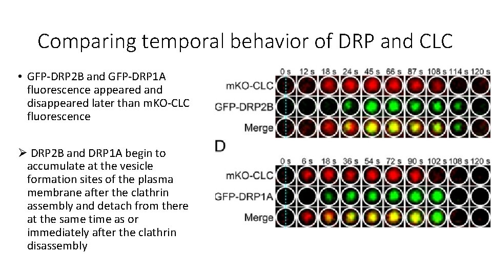 Comparing temporal behavior of DRP and CLC • GFP-DRP 2 B and GFP-DRP 1 Comparing temporal behavior of DRP and CLC • GFP-DRP 2 B and GFP-DRP 1