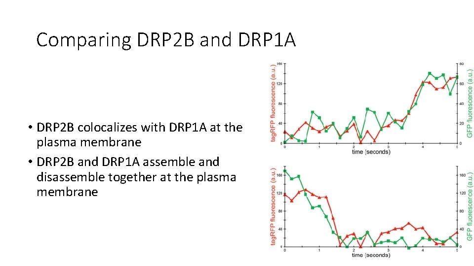 Comparing DRP 2 B and DRP 1 A • DRP 2 B colocalizes with Comparing DRP 2 B and DRP 1 A • DRP 2 B colocalizes with