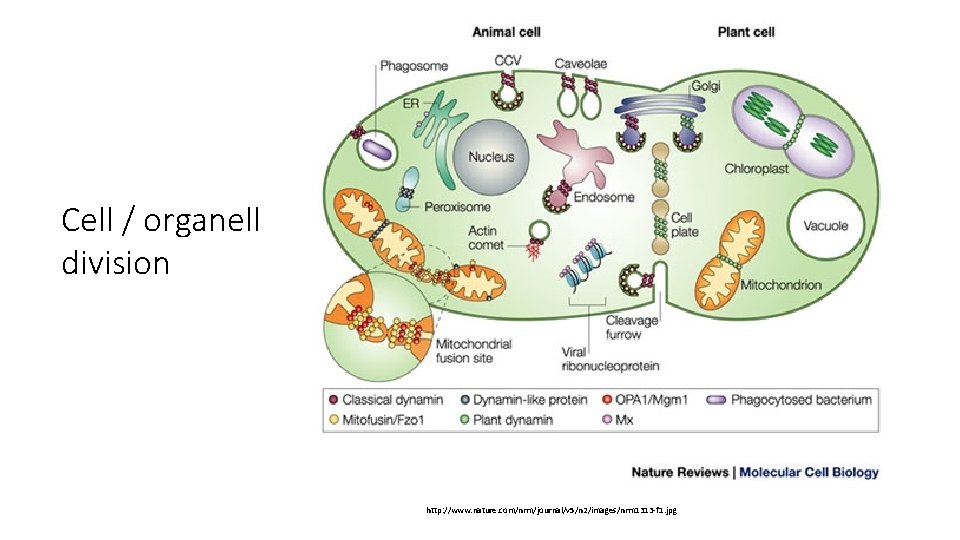 Cell / organell division http: //www. nature. com/nrm/journal/v 5/n 2/images/nrm 1313 -f 1. jpg Cell / organell division http: //www. nature. com/nrm/journal/v 5/n 2/images/nrm 1313 -f 1. jpg