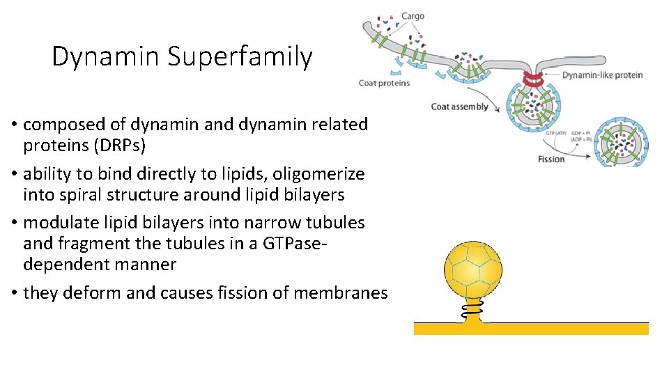 Dynamin Superfamily • composed of dynamin and dynamin related proteins (DRPs) • ability to Dynamin Superfamily • composed of dynamin and dynamin related proteins (DRPs) • ability to