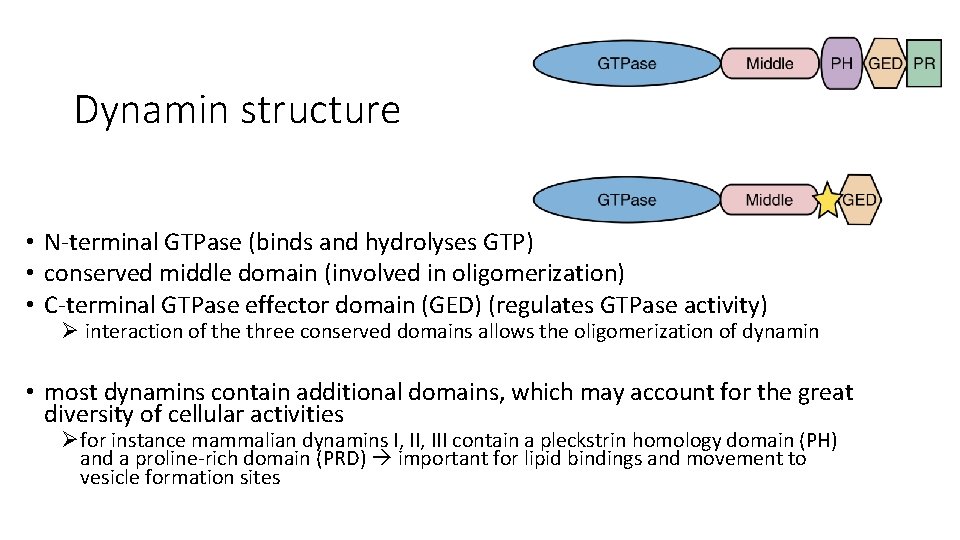 Dynamin structure • N-terminal GTPase (binds and hydrolyses GTP) • conserved middle domain (involved Dynamin structure • N-terminal GTPase (binds and hydrolyses GTP) • conserved middle domain (involved