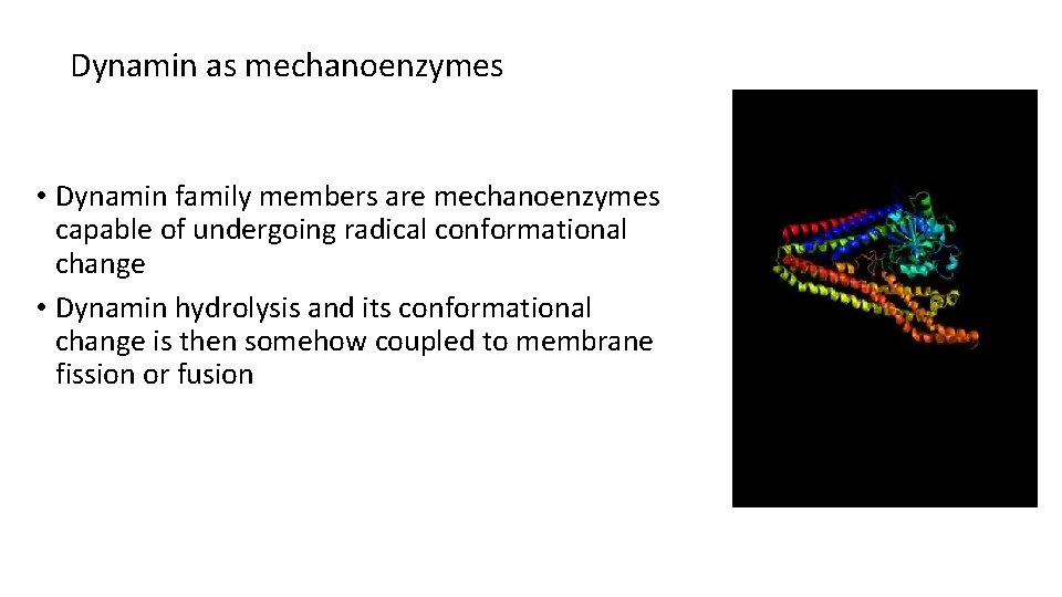 Dynamin as mechanoenzymes • Dynamin family members are mechanoenzymes capable of undergoing radical conformational Dynamin as mechanoenzymes • Dynamin family members are mechanoenzymes capable of undergoing radical conformational