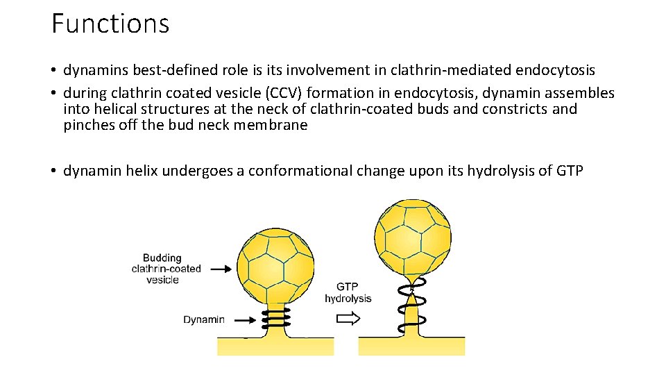 Functions • dynamins best-defined role is its involvement in clathrin-mediated endocytosis • during clathrin Functions • dynamins best-defined role is its involvement in clathrin-mediated endocytosis • during clathrin