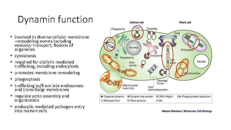 Dynamin function • involved in diverse cellular membrane -remodeling events including vesicular transport, fissions Dynamin function • involved in diverse cellular membrane -remodeling events including vesicular transport, fissions