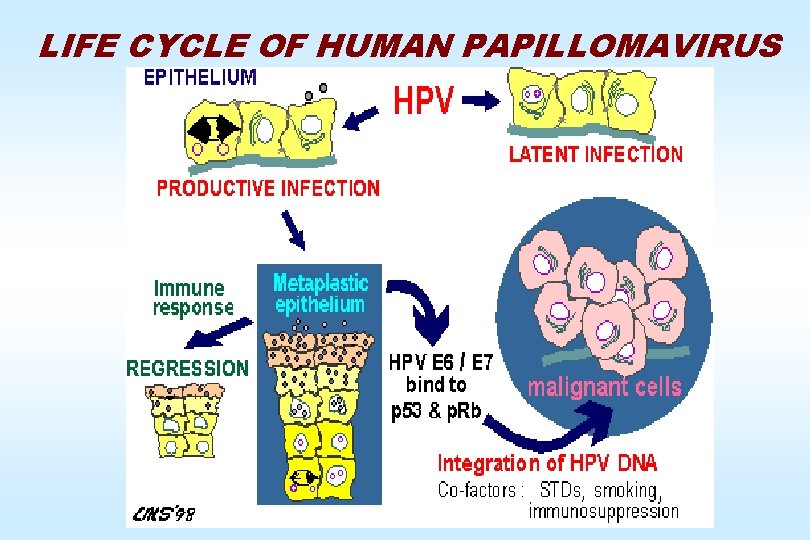 Life cycle of human papillomavirus