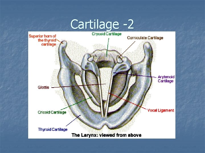 Cartilage -2 