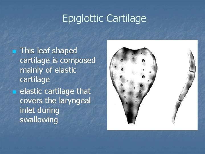 Epıglottic Cartilage n n This leaf shaped cartilage is composed mainly of elastic cartilage