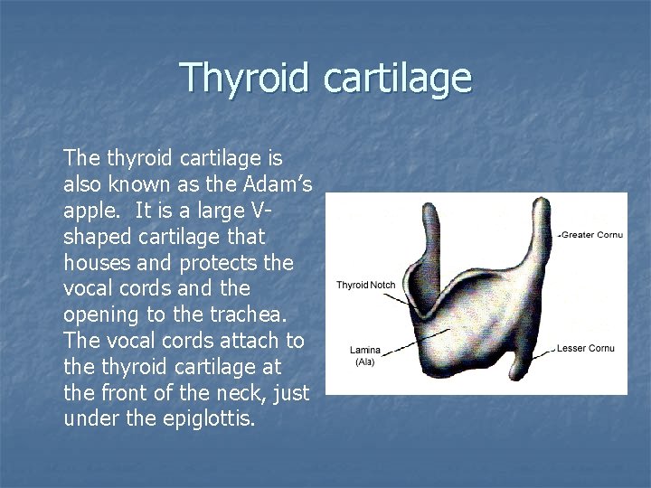 Thyroid cartilage The thyroid cartilage is also known as the Adam’s apple. It is