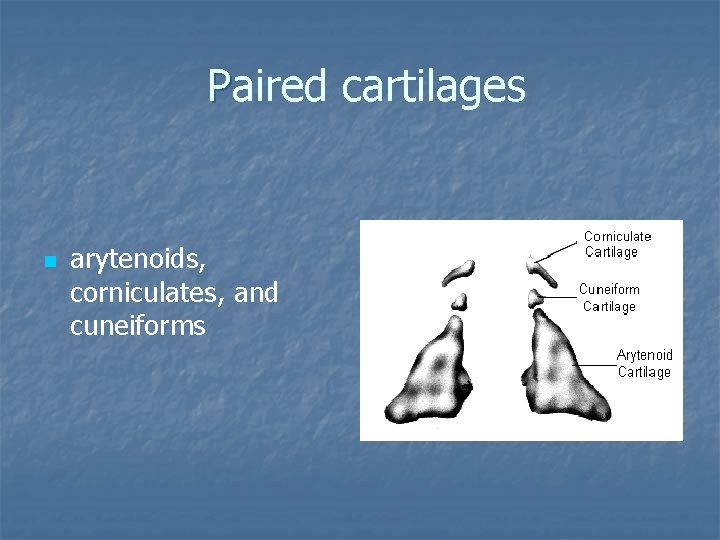 Paired cartilages n arytenoids, corniculates, and cuneiforms 