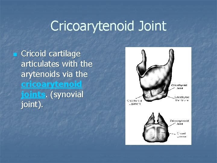 Cricoarytenoid Joint n Cricoid cartilage articulates with the arytenoids via the cricoarytenoid joints. (synovial