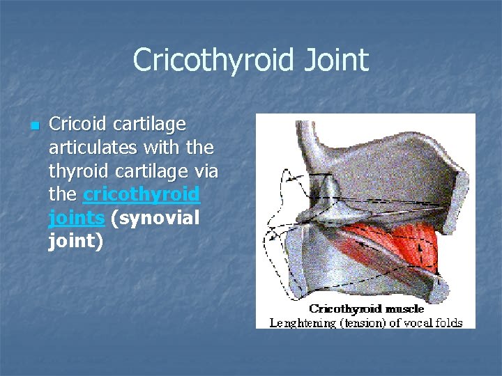 Cricothyroid Joint n Cricoid cartilage articulates with the thyroid cartilage via the cricothyroid joints