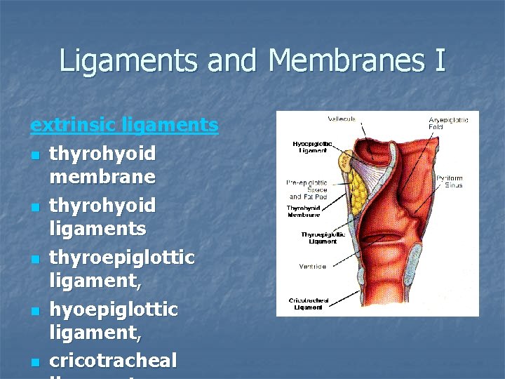 Ligaments and Membranes I extrinsic ligaments n thyrohyoid membrane n thyrohyoid ligaments n thyroepiglottic