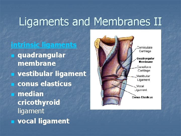Ligaments and Membranes II intrinsic ligaments n quadrangular membrane n vestibular ligament n conus