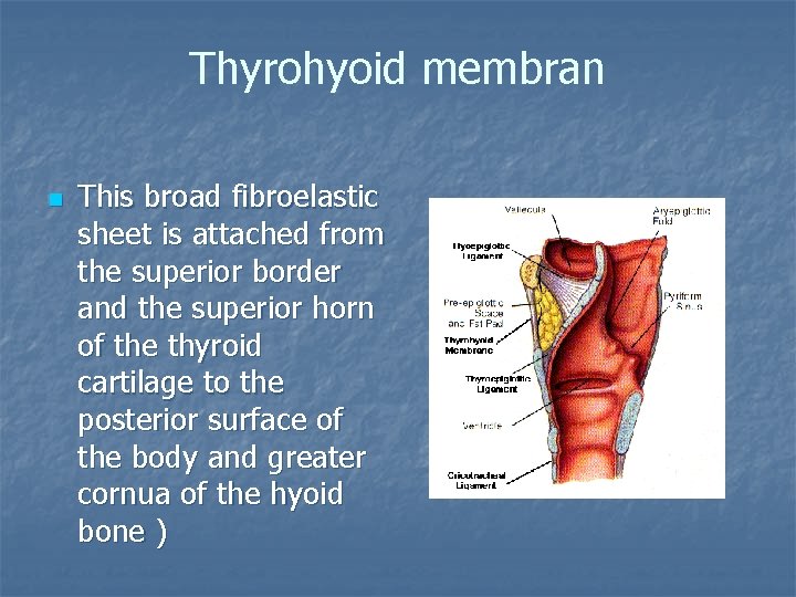 Thyrohyoid membran n This broad fibroelastic sheet is attached from the superior border and