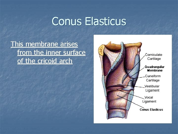 Conus Elasticus This membrane arises from the inner surface of the cricoid arch 