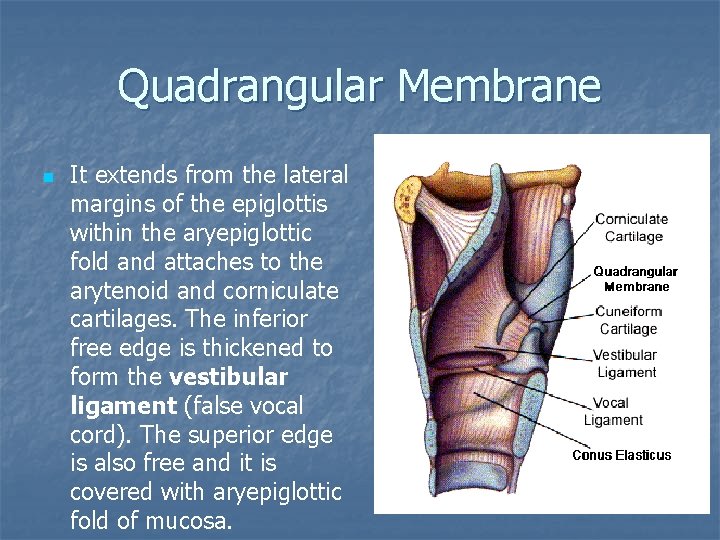 Quadrangular Membrane n It extends from the lateral margins of the epiglottis within the