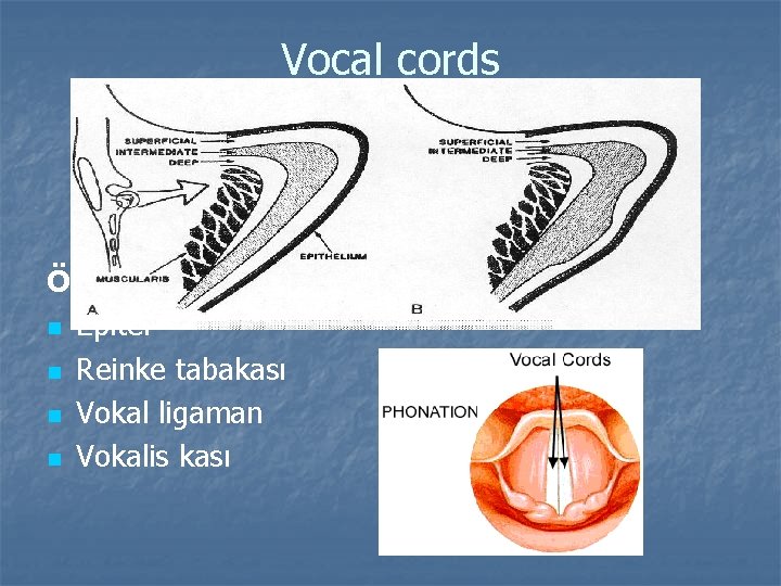 Vocal cords Örtü-Gövde (Hirano) n Epitel n Reinke tabakası n Vokal ligaman n Vokalis