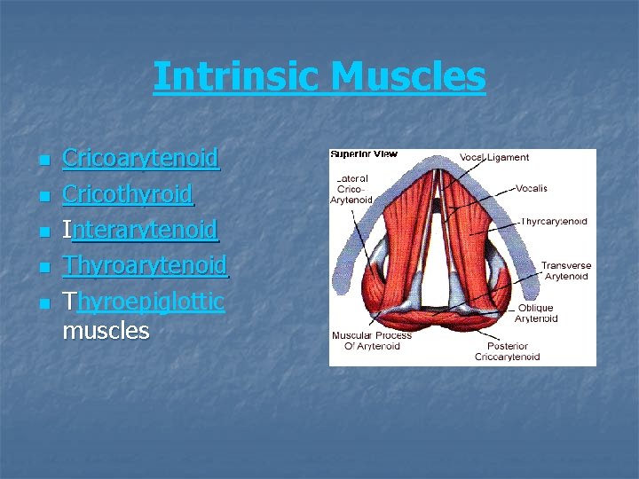 Intrinsic Muscles n n n Cricoarytenoid Cricothyroid Interarytenoid Thyroepiglottic muscles 