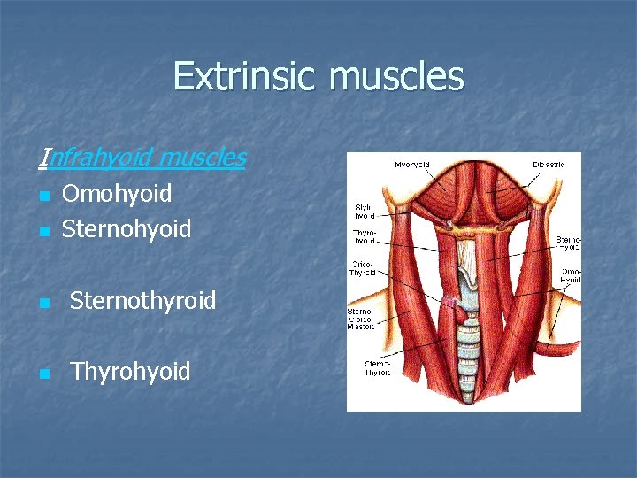 Extrinsic muscles Infrahyoid muscles n n Omohyoid Sternohyoid n Sternothyroid n Thyrohyoid 