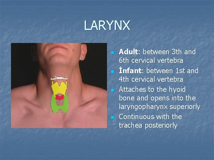 LARYNX n n Adult: between 3 th and 6 th cervical vertebra İnfant: between