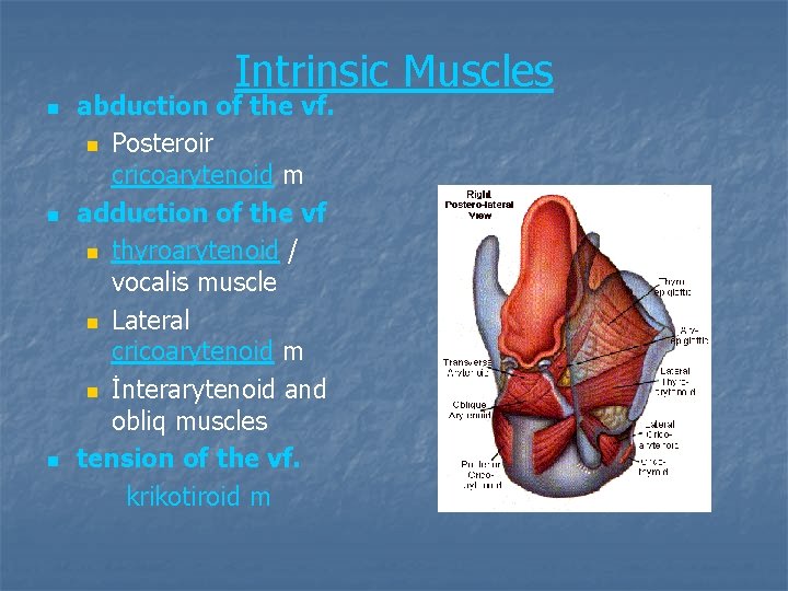 Intrinsic Muscles n n n abduction of the vf. n Posteroir cricoarytenoid m adduction