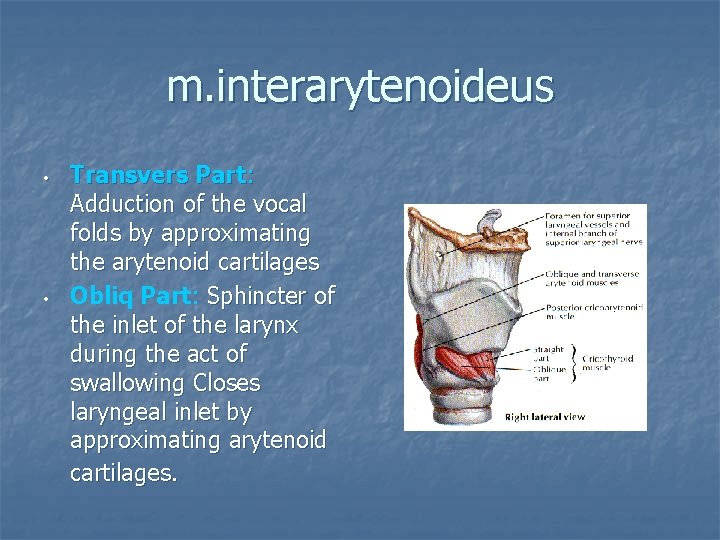 m. interarytenoideus • • Transvers Part: Adduction of the vocal folds by approximating the