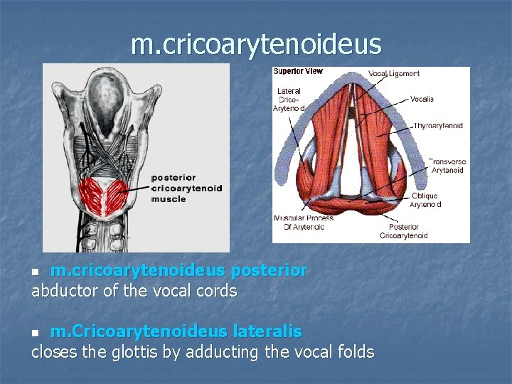 m. cricoarytenoideus posterior abductor of the vocal cords n m. Cricoarytenoideus lateralis closes the
