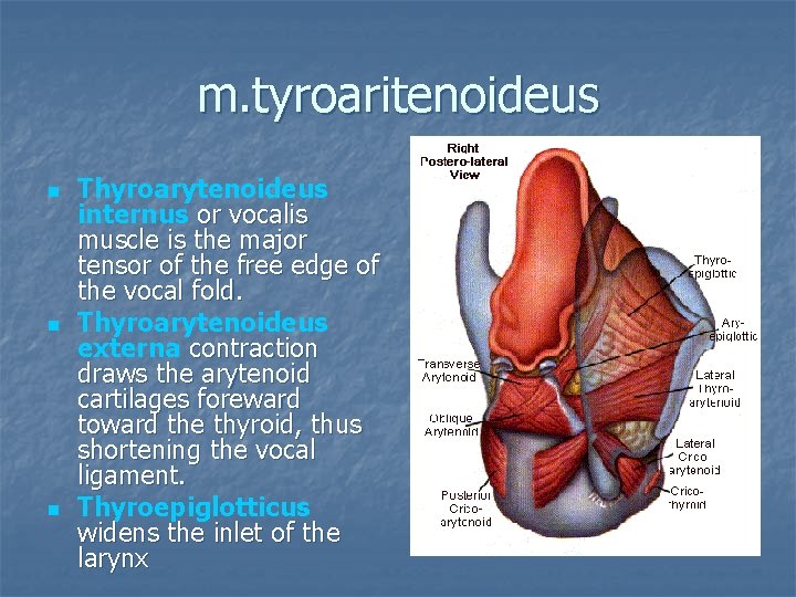 m. tyroaritenoideus n n n Thyroarytenoideus internus or vocalis muscle is the major tensor