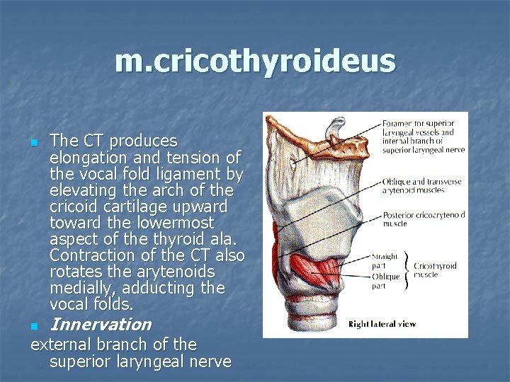 m. cricothyroideus n n The CT produces elongation and tension of the vocal fold