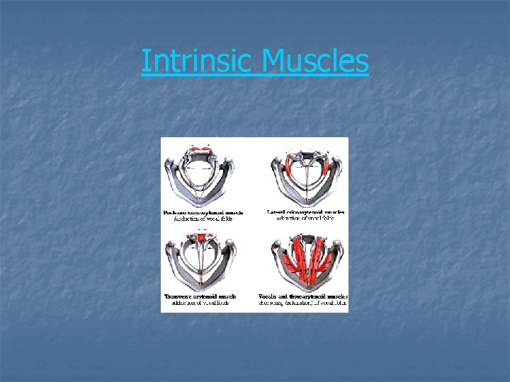 Intrinsic Muscles 