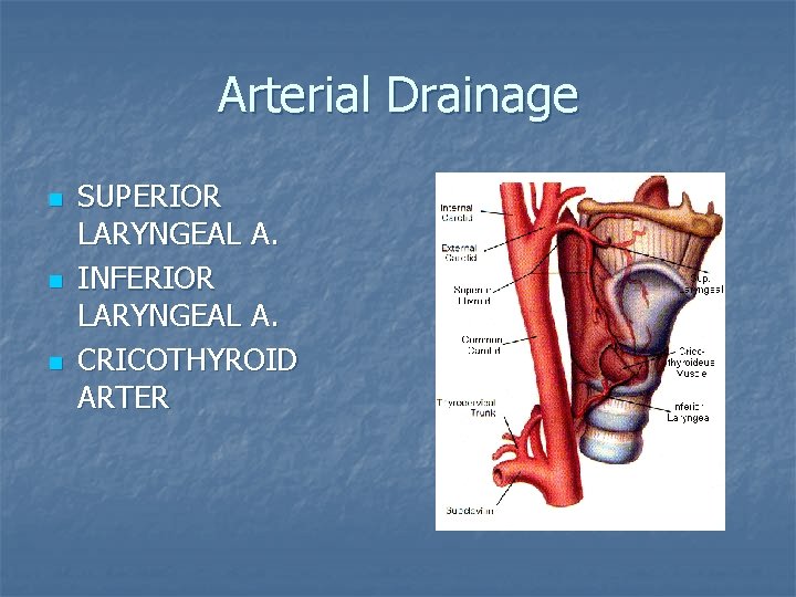 Arterial Drainage n n n SUPERIOR LARYNGEAL A. INFERIOR LARYNGEAL A. CRICOTHYROID ARTER 
