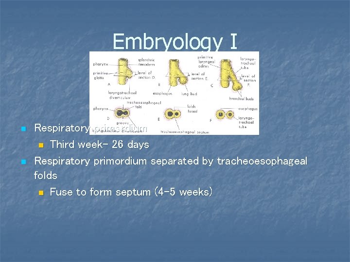 Embryology I n n Respiratory primordium n Third week– 26 days Respiratory primordium separated