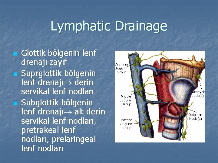 Lymphatic Drainage n n n Glottik bölgenin lenf drenajı zayıf Suprglottik bölgenin lenf drenajı