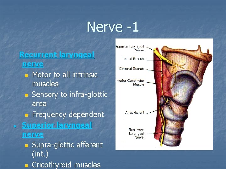 Nerve -1 l Recurrent laryngeal nerve n Motor to all intrinsic muscles n Sensory