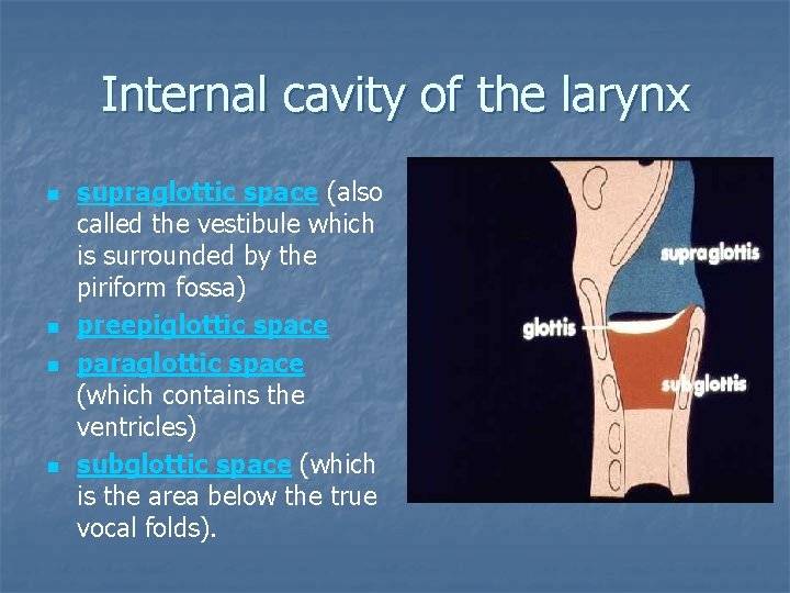 Internal cavity of the larynx n n supraglottic space (also called the vestibule which