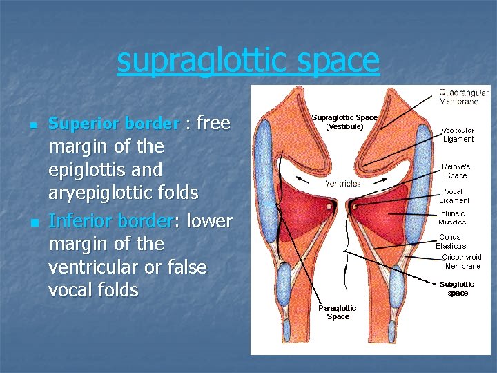 supraglottic space n n Superior border : free margin of the epiglottis and aryepiglottic