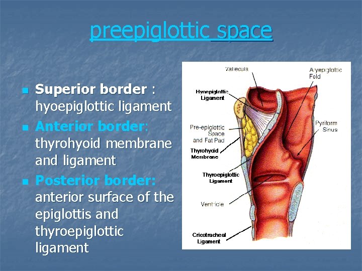 preepiglottic space n n n Superior border : hyoepiglottic ligament Anterior border: thyrohyoid membrane