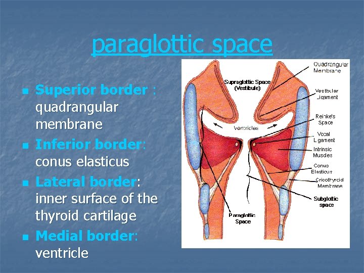 paraglottic space n n Superior border : quadrangular membrane Inferior border: conus elasticus Lateral