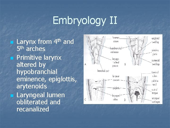 Embryology II n n n Larynx from 4 th and 5 th arches Primitive