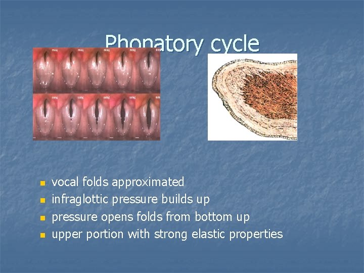 Phonatory cycle n n vocal folds approximated infraglottic pressure builds up pressure opens folds