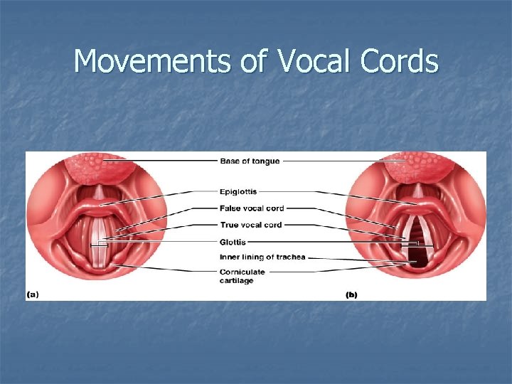 Movements of Vocal Cords 