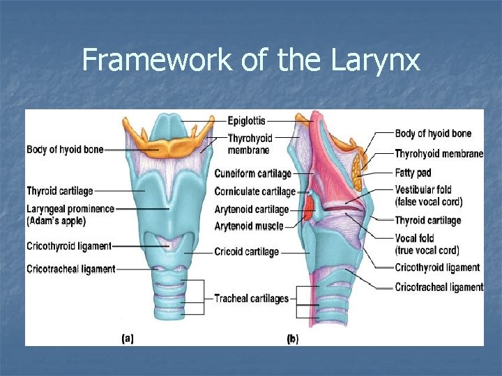 Framework of the Larynx 