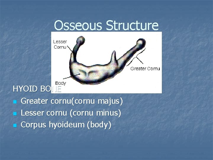 Osseous Structure HYOID BONE n Greater cornu(cornu majus) n Lesser cornu (cornu minus) n