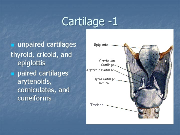 Cartilage -1 unpaired cartilages thyroid, cricoid, and epiglottis n paired cartilages arytenoids, corniculates, and