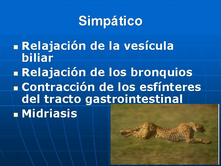 Simpático Relajación de la vesícula biliar n Relajación de los bronquios n Contracción de