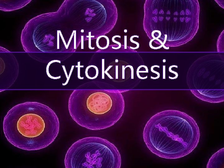 Mitosis & Cytokinesis 